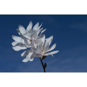 Primo piano di una Magnolia bianca su sfondo di cielo blu.