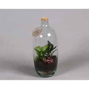 Terrario con diverse piante in bottiglia di vetro. Pianta d'appartamento decorativa.