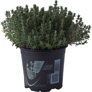 t.b.t. in vaso, pianta aromatica per cucina e giardino.