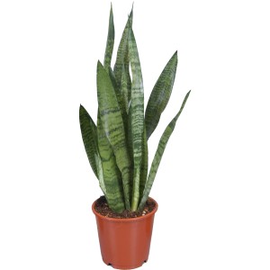 Sansevieria trifasciata in vaso marrone, diverse varietà verdi.