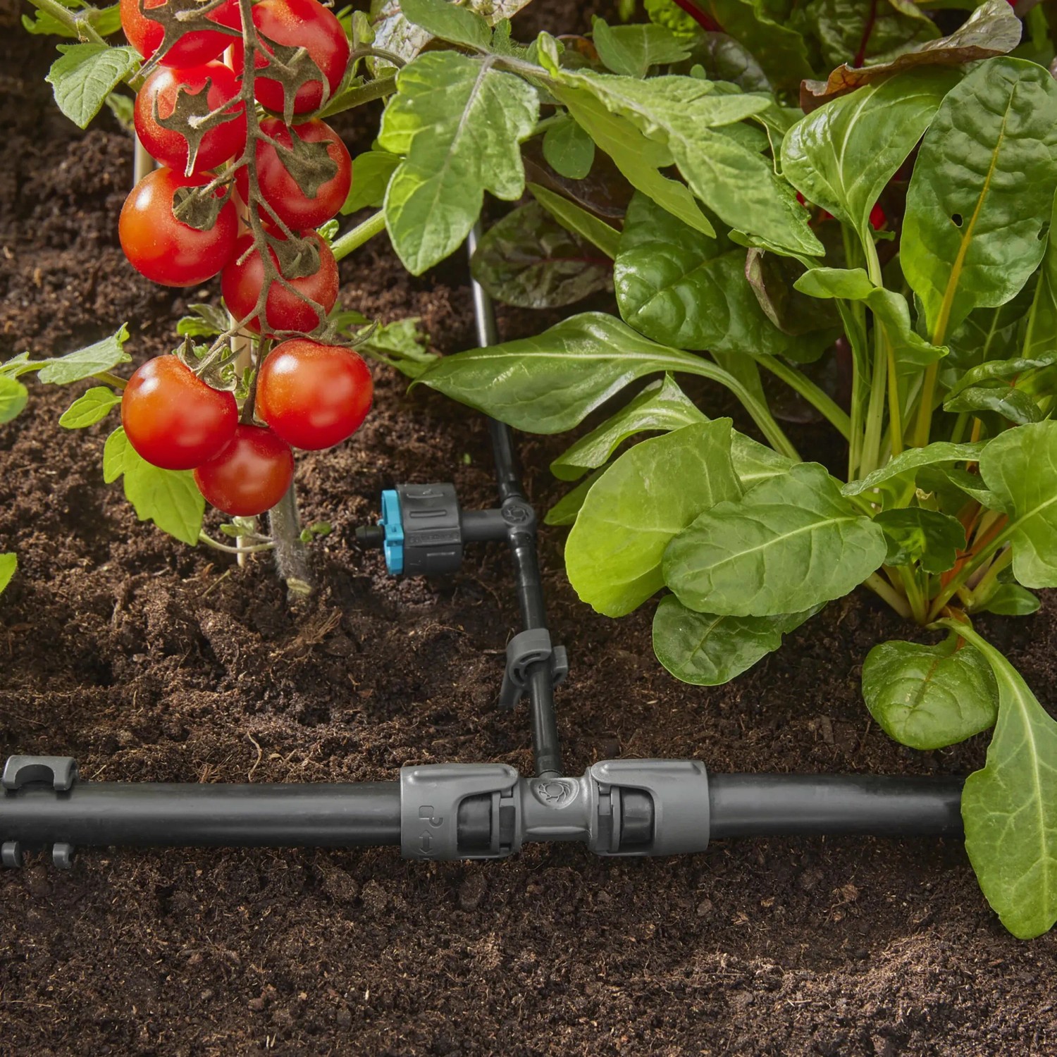Gocciolatore di fila Gardena in uso: irrigazione di pomodori e verdure nell'orto con Micro-Drip-System.