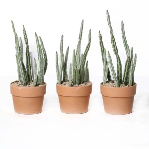 Senecio stepeliformis Piante succulente vaso terracotta Ø 10,5 cm