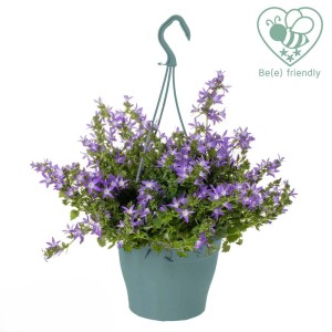 Campanula pensile con fiori viola in vaso.