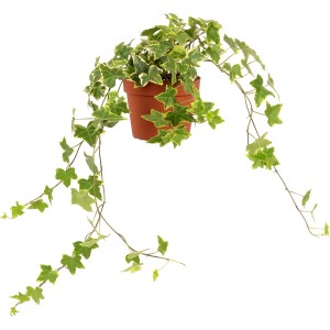 Edera (Hedera helix) in vaso, ca. 13 cm di diametro, pianta rampicante con foglie verdi.