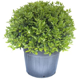 Viburno sferico in vaso, foglie verdi. Ideale per giardino e terrazza.