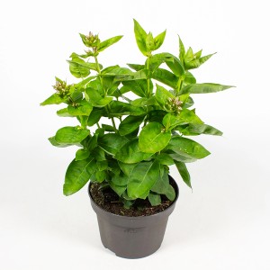 Phlox perenne (Phlox paniculata) in vaso, altezza circa 22 cm, con foglie verdi e boccioli.