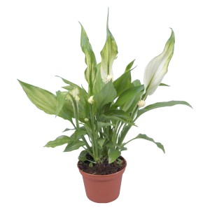 Mini Spatifillo (Spathiphyllum) in vaso marrone, pianta da interno con fiori bianchi.