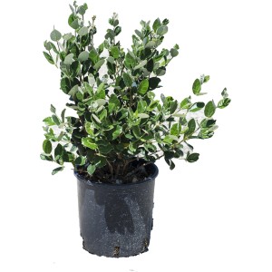 Arbusto t.b.t. in vaso con foglie verdi e bordi chiari. Pianta decorativa da giardino.