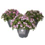 Tre gerani Bella Donna Angel in vaso, fiori rosa-viola, altezza 35-40 cm.