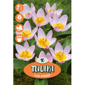Tulipano rosa 'Lilac Wonder' per aiuole e giardini, fiori delicati con centro giallo.