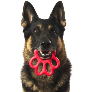 Pastore tedesco con gioco t.b.t. rosso in bocca, ottimo per riporto.