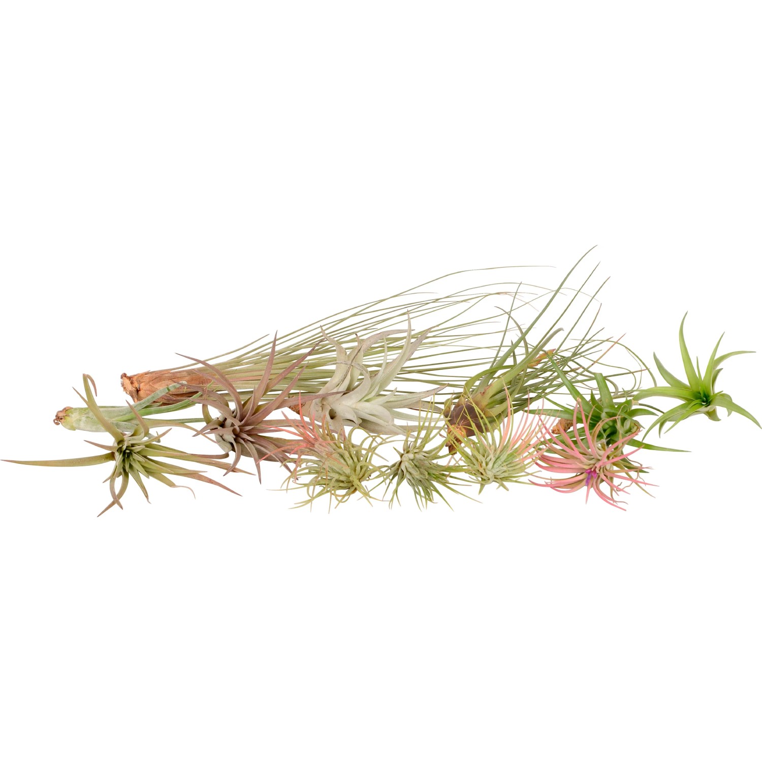 Mix di Tillandsie: Piante aeree assortite, decorative e a bassa manutenzione per una casa moderna.