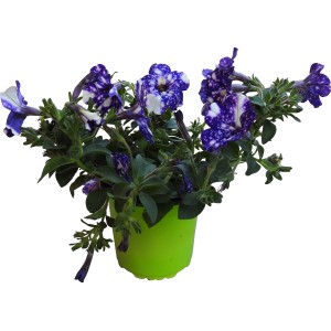 t.b.t. pianta da balcone con fiori blu e bianchi screziati in vaso verde.