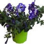 t.b.t. pianta da balcone con fiori blu e bianchi screziati in vaso verde.