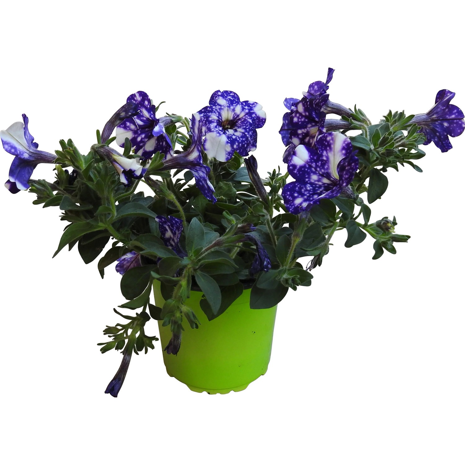 t.b.t. pianta da balcone con fiori blu e bianchi screziati in vaso verde.