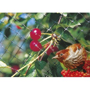 Rete di protezione in uso: uccello protegge le bacche dall'essere mangiate. Soluzione ideale per Teli e reti di protezione.