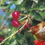 Rete di protezione in uso: uccello protegge le bacche dall'essere mangiate. Soluzione ideale per Teli e reti di protezione.