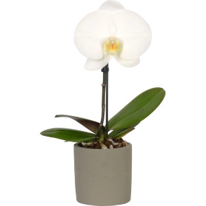 Orchidea farfalla bianca (Phalaenopsis Singolo) in vaso grigio, diametro vaso 9 cm.