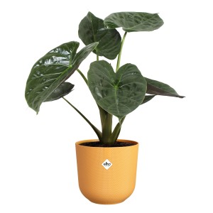 Vaso per fiori Elho Jazz, Ø 26 cm, giallo caldo, con pianta verde. Vasi da interno.