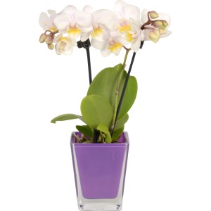 Mini orchidea a farfalla con fiori bianchi in vaso di vetro a cubo viola.