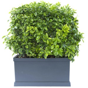 Arbusto Evonomo verde t.b.t. in vaso grigio.