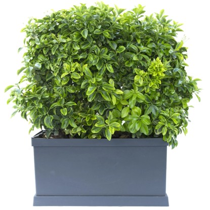 Evonimo elegantissimo Aureo 100 cm