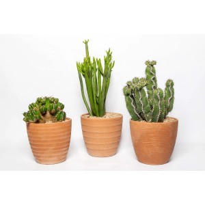 Tre diversi cactus (t.b.t.) in vasi di terracotta.