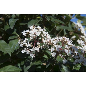 Viburno (t.b.t.) in fiore con fiori bianchi e foglie verdi.