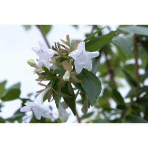 Arbusto in fiore con fiori bianchi, categoria: Ulteriori arbusti.