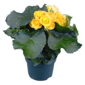Begonia Elatior gialla in vaso, una pianta da interno fiorita di GROW by OBI.