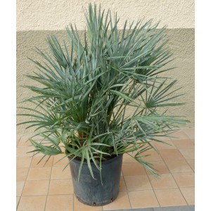 Palma nana bluastra in vaso, un'aggiunta decorativa per il giardino.