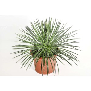 Cactus verde in vaso marrone. Pianta decorativa da interno.
