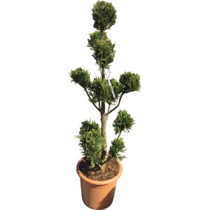 Cipresso gigante Castlewelland Gold, altezza circa 100 cm, in vaso, arte topiaria