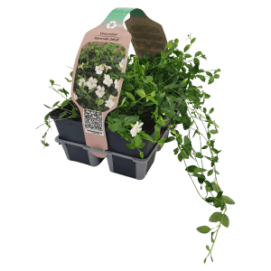 Confezione da 6 di pervinca 'Gertrude Jekyll' in vaso con fiori bianchi e foglie verdi.