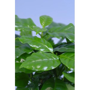 Pianta di caffè Coffea arabica in tazza, foglie verdi. Pianta decorativa da interno.