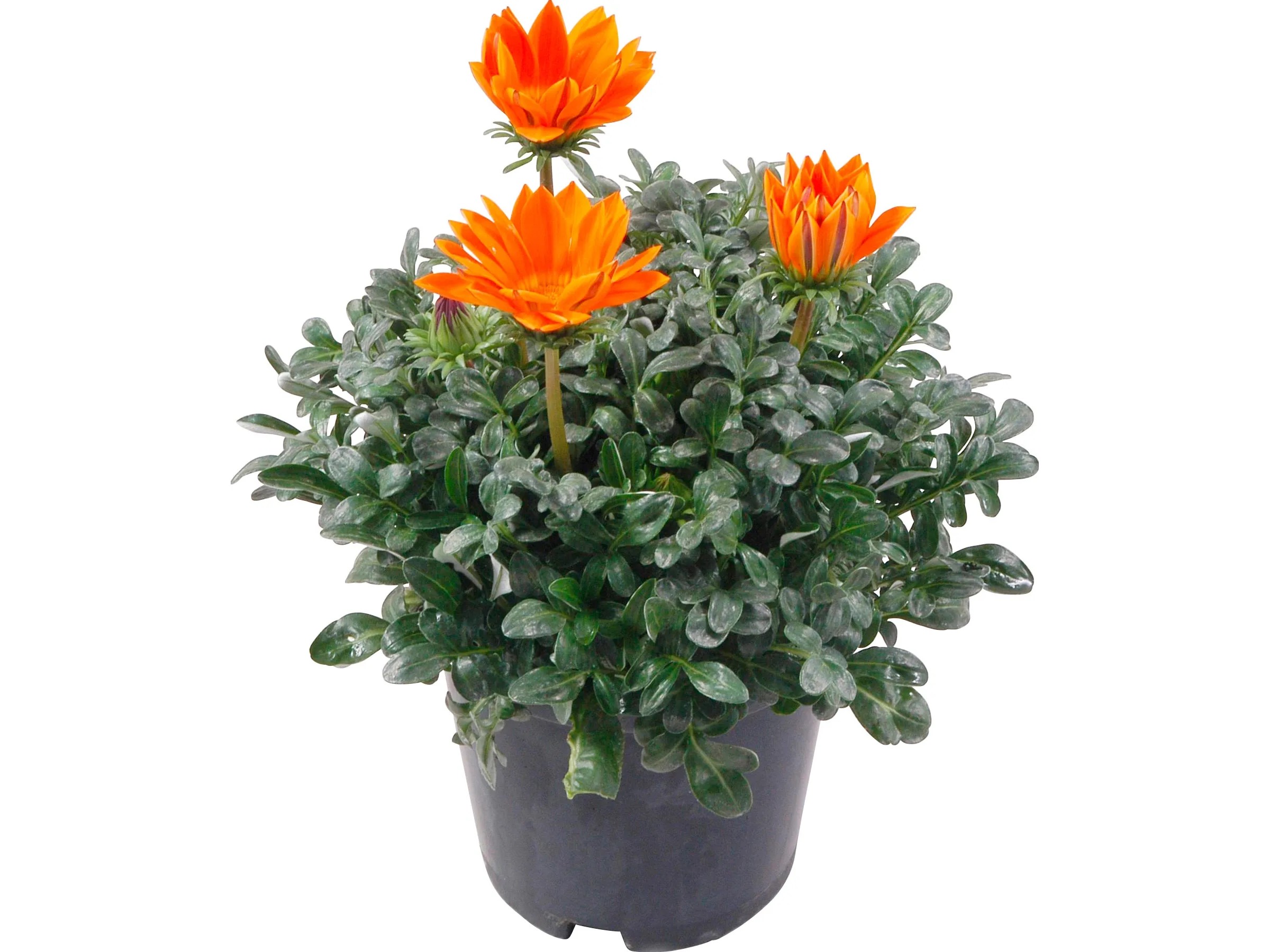 Set Da 3 Gazanie Fiorite In Vaso 14 Cm – Piante Vere Per Balcone, Terrazzo E Giardino – Colori Misti