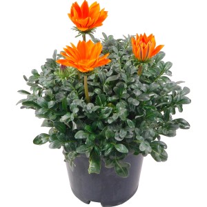 t.b.t. pianta da balcone con fiori arancioni in vaso.