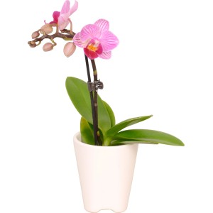 Mini orchidea farfalla con fiori rosa in vaso di ceramica bianca, vaso-Ø ca. 5 cm.