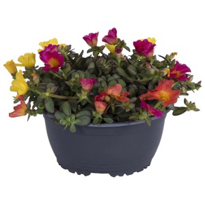 Colorata portulaca fiorita (t.b.t.) in vaso. Pianta fiorita per aiuole e balconi.