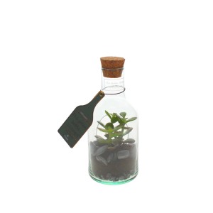 Cactus in contenitore di vetro con sughero, t.b.t.