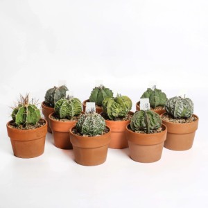 Astrophytum collezione Cactus vaso terracotta Ø 10 cm
