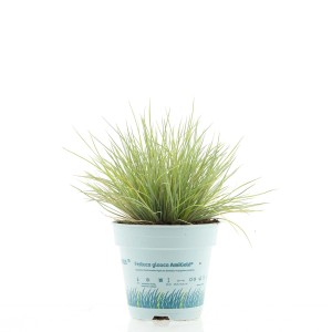 Festuca Glauca 'AmiGold' erba ornamentale in vaso per il giardino.