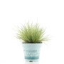 Festuca Glauca 'AmiGold' erba ornamentale in vaso per il giardino.