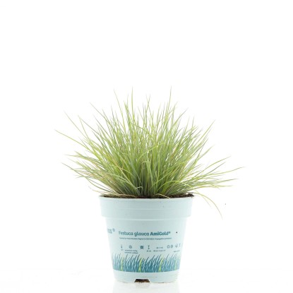 Festuca Ami Gold vaso Ø 10,5 cm