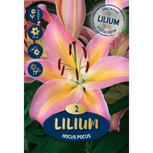 Lilien Stracciatella Event: Fiore bianco, rosso scuro e giallo, ideale come fiore estivo e da taglio.