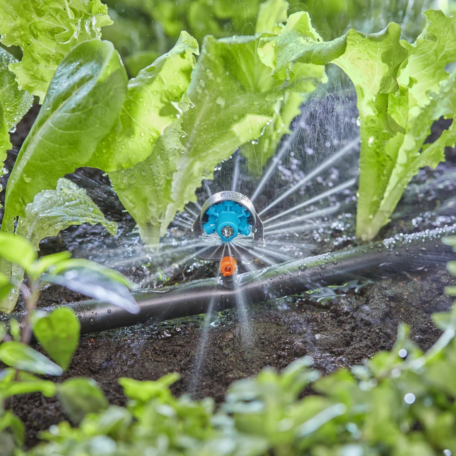 Gardena 6 in 1 ugello a spruzzo in uso, irrigazione di lattuga in un sistema micro-goccia. Irrigazione flessibile del giardino.