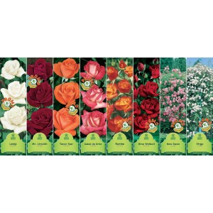 Diverse varietà di rose a cespuglio: Lenip, Mr. Lincoln, Tanor Star, Isabel de Ortiz, Rumba, Nina Weibull, New Dawn, Virgo.