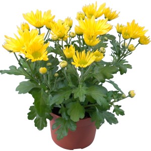 Crisantemo giallo (t.b.t.) in vaso. Fiore autunnale per aiuole e balconi.
