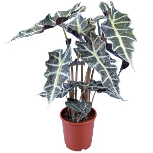 GROW by OBI Alocasia (Pfeilblatt) in vaso marrone, foglie con motivo decorativo.