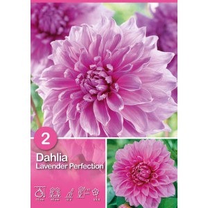 Primo piano di una Dahlia rosa 'Lavender Perfection'. Fiore estivo per aiuole e vasi.